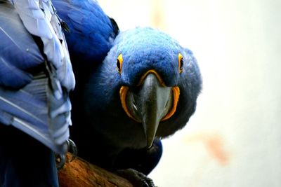 Close-up of bird against blurred background