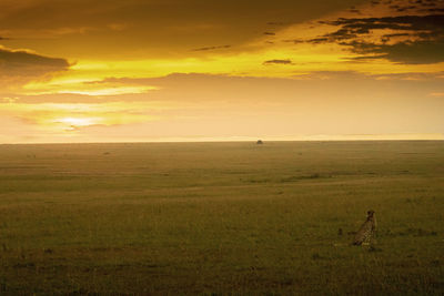 Scenic view of a cheetah watching a sunset