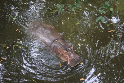 High angle view of turtle swimming in lake