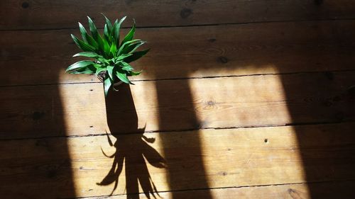 High angle view of plant on table