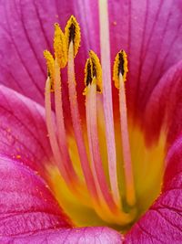 Macro shot of pink flower petal