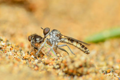 Close-up of bee
