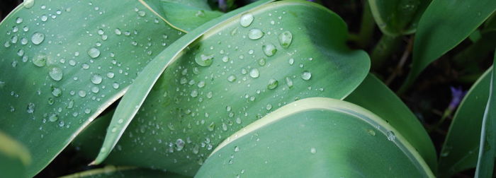 Close-up of wet plant leaves during rainy season