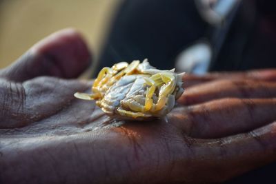 Close-up of hand holding dead animal