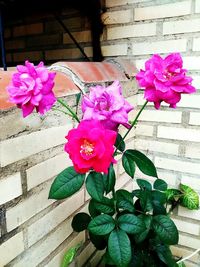 Close-up of pink flowers