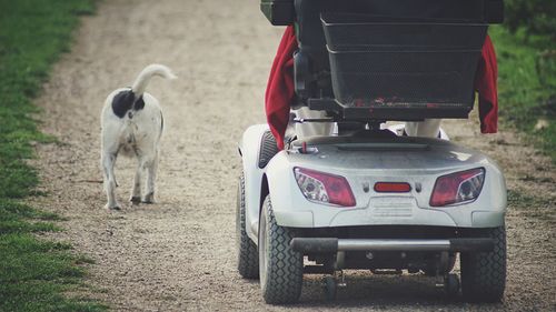 View of a dog on road