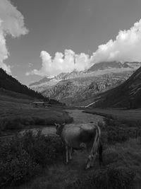 View of horse on field against mountain range