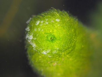 Close-up of raindrops on plant