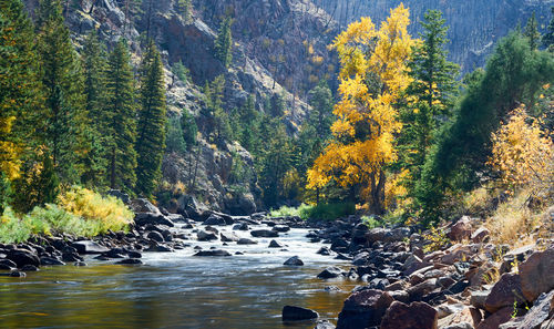 Scenic view of forest against mountain