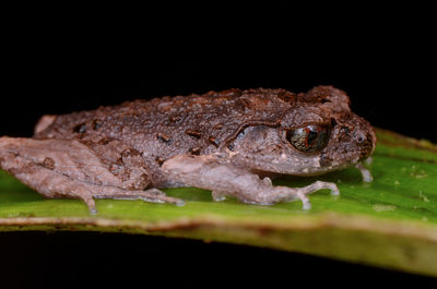 Close-up of frog over black background