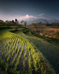 Scenic view of agricultural field against sky