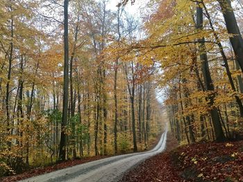 Road amidst trees in forest during autumn