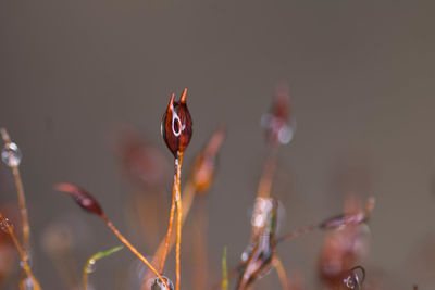 Close-up of raindrops on flower buds