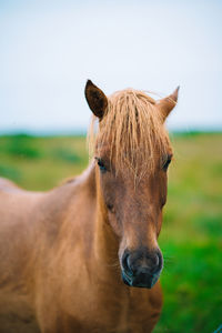Icelandic horse