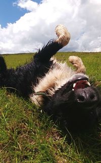 Cow grazing on field against sky