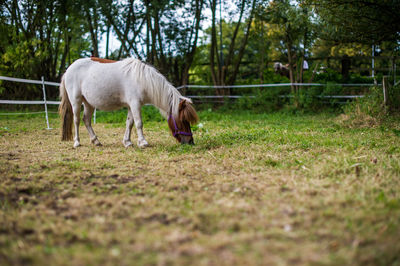 Horse grazing in a field