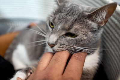 Cropped image of hand with cat