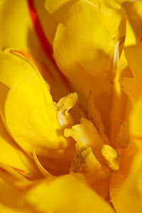 Macro shot of yellow flowering plant