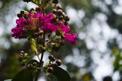 Close-up of flowers