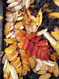 High angle view of dry maple leaves