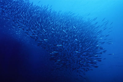A giant school of fish.
