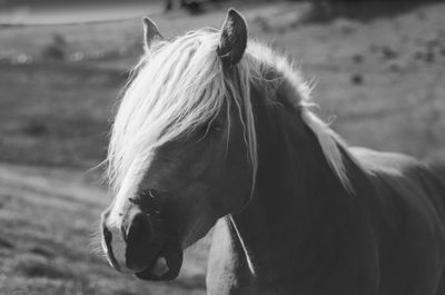 Close-up of a horse on field