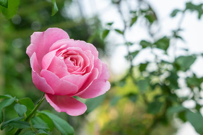 Close-up of pink rose