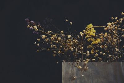 View of flowers in the dark