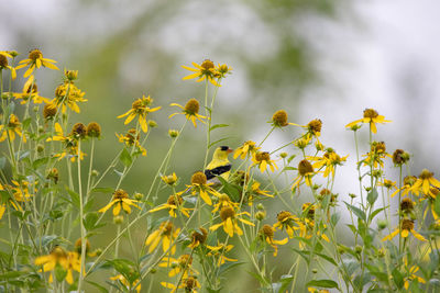 Close-up of yellow flowering plants on field