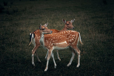 Two deers standing on field