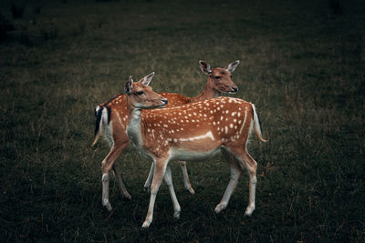 Deer standing on field