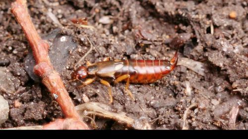 Close-up of beetle on floor