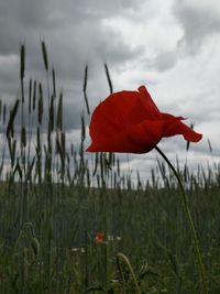 Close-up of red poppy on field against sky