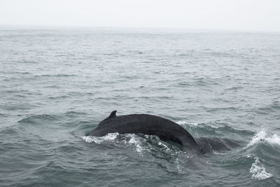 View of whale swimming in sea, husavik, iceland