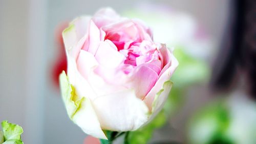 Close-up of pink rose