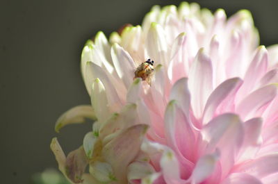 Close-up of insect pollinating on pink flower