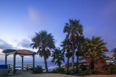 Palm trees on beach against sky