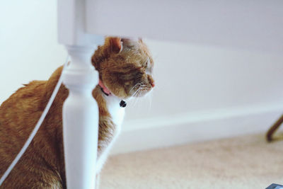 An orange kitty sitting behind a table