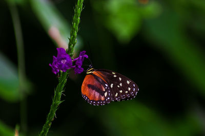 Close-up of butterfly pollinating on purple flower