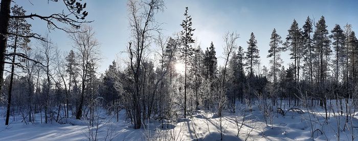 Snow covered trees in forest against sky