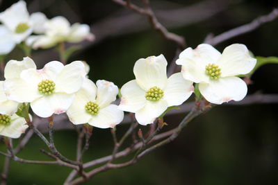 Close-up of white cherry blossoms