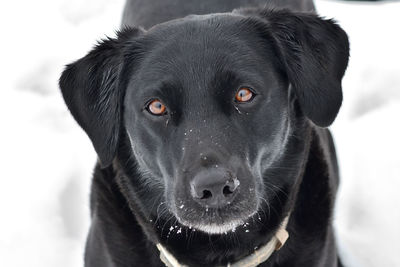 Close-up portrait of black labrador in the snow 