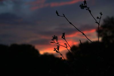 Close-up of silhouette plant on field against sky at sunset