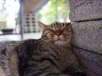 Close-up portrait of a cat