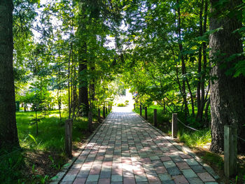 Footpath amidst trees in park