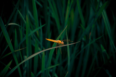 Close-up of insect on grass