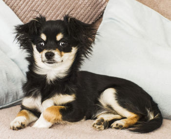 Portrait of cute puppy