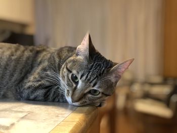 Close-up portrait of a cat at home