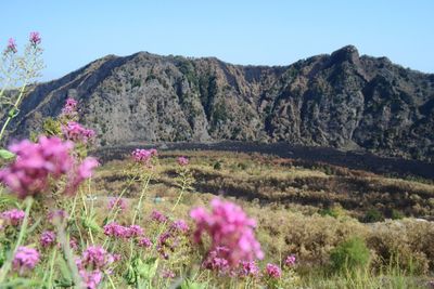 Pink flowers blooming on field against mountains