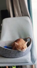 Close-up of cat sleeping on seat at home